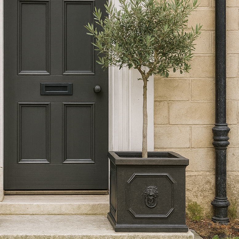 Dark gray front door with a decorative planter containing an olive tree on a stone step.