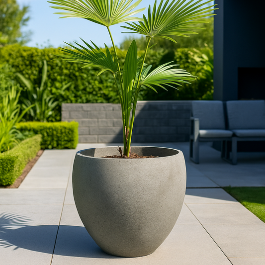 Potted palm plant on a patio with a modern outdoor setting